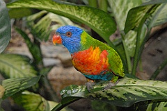 0121 Cairns Tropical Zoo